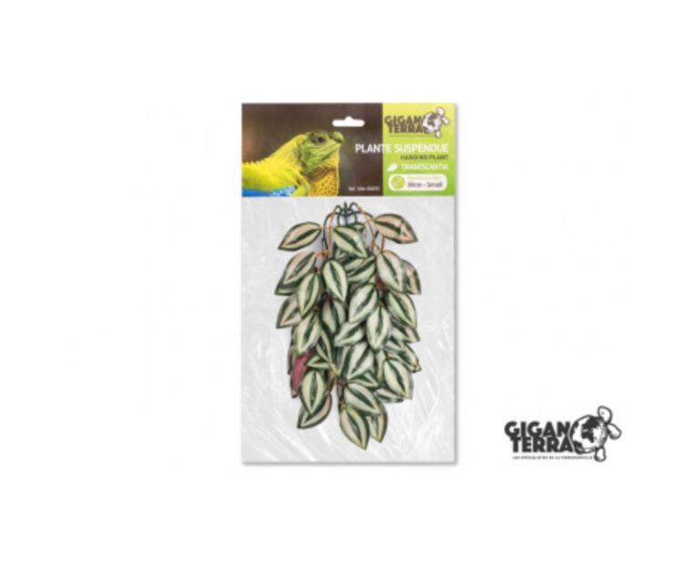 Planta Suspensa Tradescantia