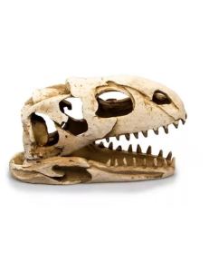Crânio Dinossauro Giganterra (1)