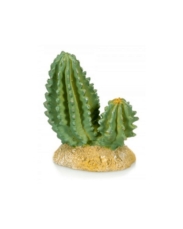 Cactus 4 Giganterra