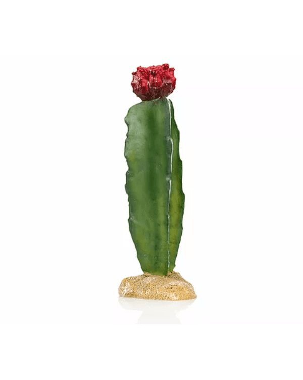 cactus 5 giganterra