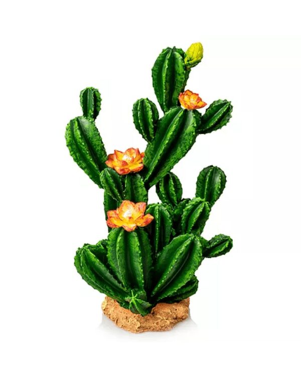 cactus com flor giganterra