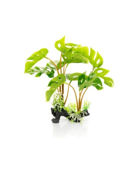 planta 30cm philodentron monstera