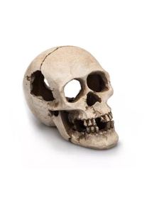 Caveira Human Skull Giganterra