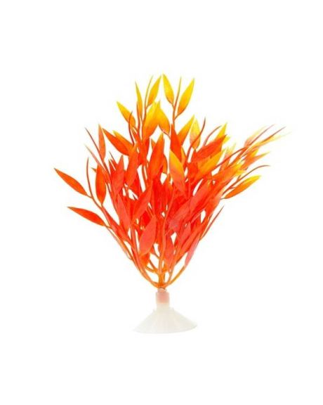 planta fogo vermelho