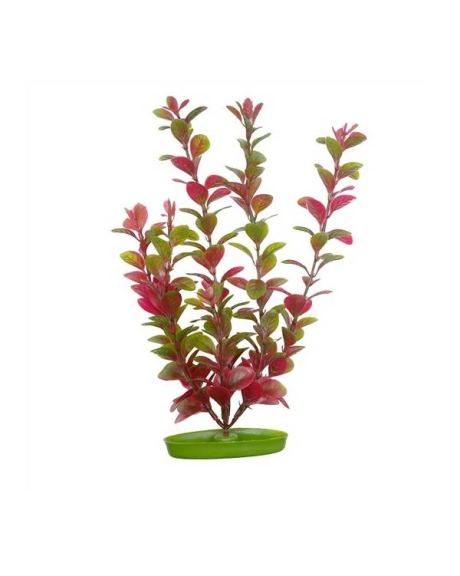 planta marina LUDWIGIA