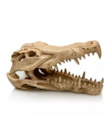 Crânio de Crocodilo Giganterra