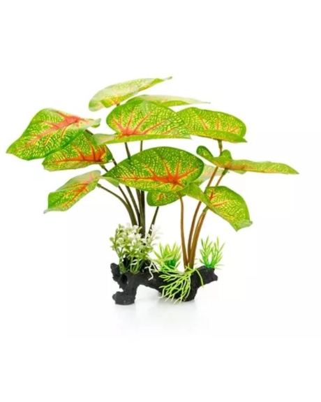 Planta Caladium 30 cm