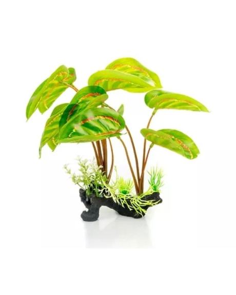 Planta Marantha leuconeura 30cm