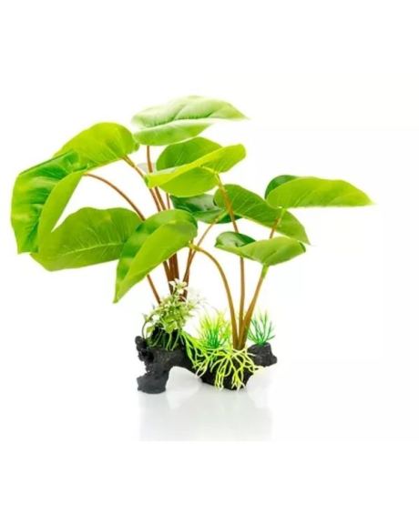 Planta Philodendron erubescens 30cm