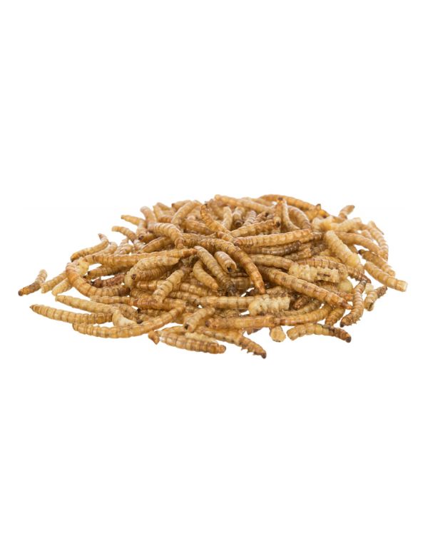 Larvas da farinha (1)