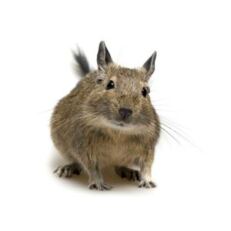 Degus