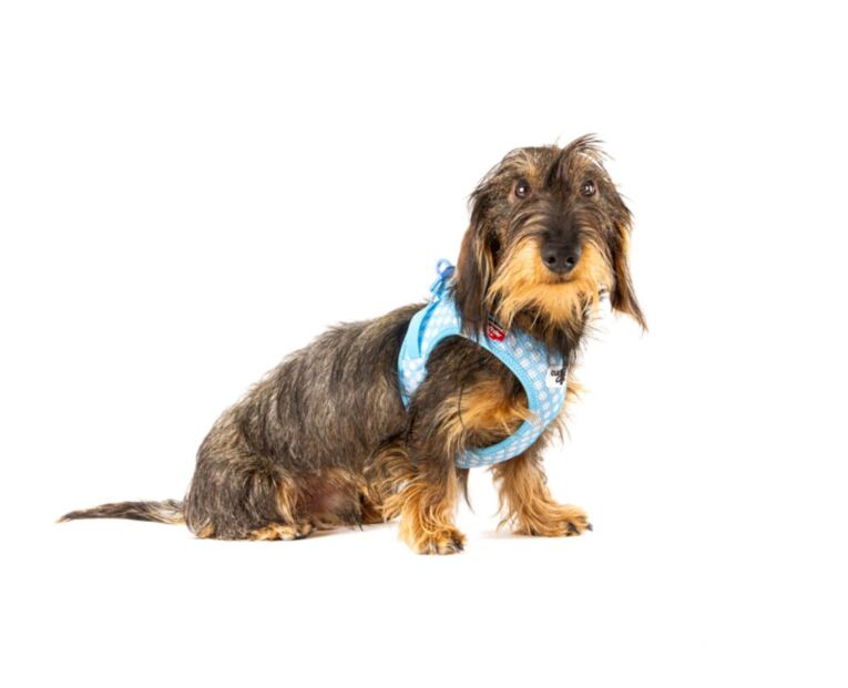 curli_claps_puppy_azul