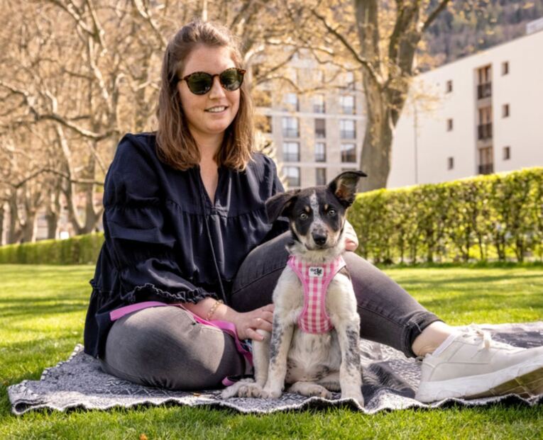 curli_claps_puppy_rosa_cao