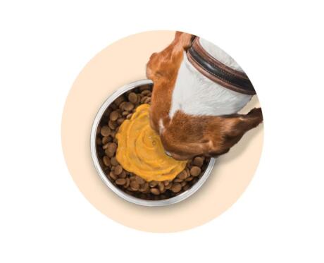 Snack Cremoso para cão de Abóbora e Frango Zoë Licky comida