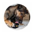 Snack Cremoso para cão de Abóbora e Frango Zoë Licky treat
