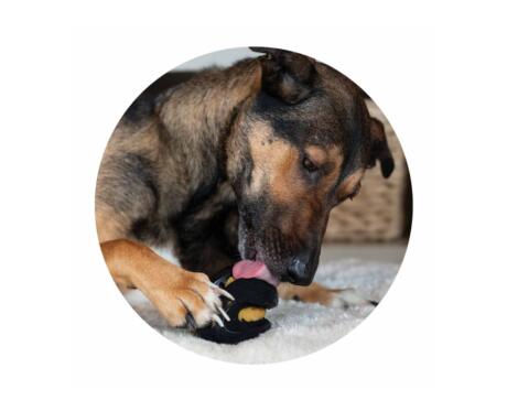 Snack Cremoso para cão de Abóbora e Frango Zoë Licky treat