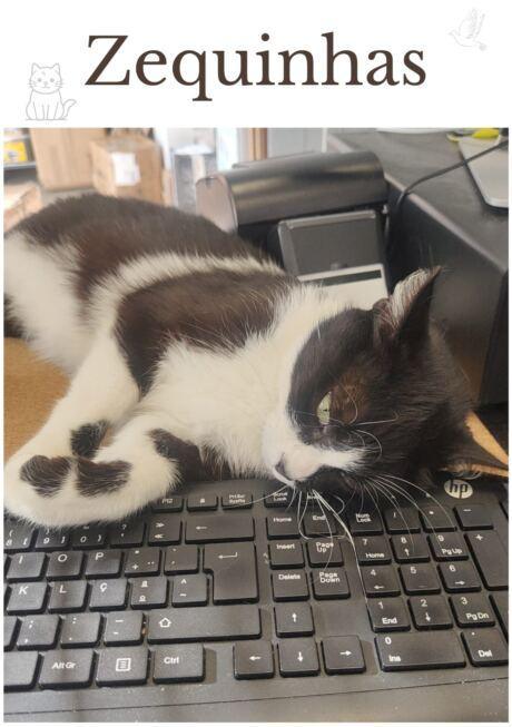 Gato preto e branco deitado sobre um teclado de computador