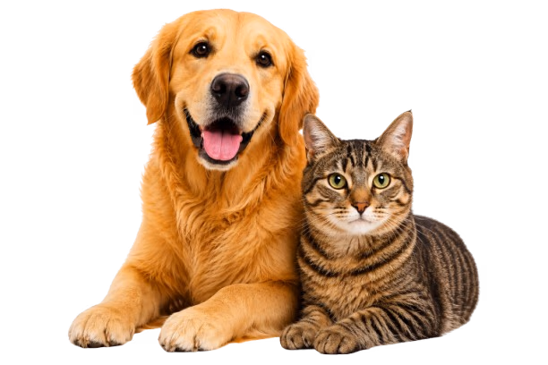 Promociones para perros y gatos