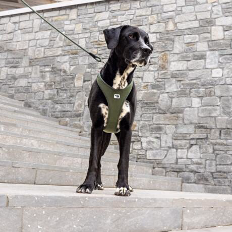 Peitoral ergonómico New Belka Comfort da marca Curli em cor preta para cães de médio e grande porte.
