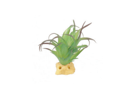 Terra Decor Planta Fluid 7 cm